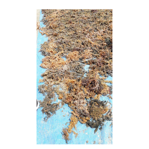 Cartilage d'algues séchées de qualité alimentaire, texture propre et croustillante, fonctionne bien pour la base de soupe ou la garniture dans la préparation des aliments - Product Image 4