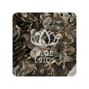 Operculum de Murex Limpio de Venta Rápida, Muy Solicitado para Exhibición de Incienso al por Menor y Aroma Único, Concha Aséptica para Venta - Product Image 1