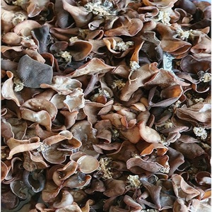 Meilleures ventes : Champignons oreilles de dinde séchés biologiques de serre, emballage en vrac entier, traités AD - Daisy +84 938451136 - Product Image 5