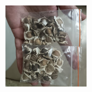 GRAINES DE MORINGA EN GROS DE HAUTE QUALITÉ ET À PRIX CONCURRENTIEL - Product Image 4
