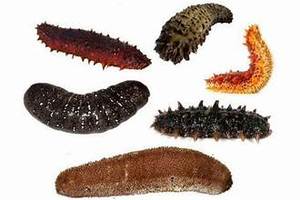 POLVO DE PEPINO DE MAR PURO SUPERALIMENTO NATURAL MARINO PARA EL APOYO INMUNE Y LA SALUD DE LAS ARTICULACIONES - Product Image 3