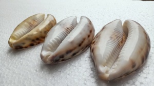 Coquillages de tigre taillés naturels sur mesure de taille 2.5 pouces idéaux pour être utilisés comme pendentifs par les créateurs de bijoux - Product Image 3