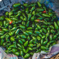 BULK WHOLESALE PRICE GREEN CHILI GREEN CHILLI PEPPER RED CHILLI for CONDIMENTS FROM EXPAD VIETNAM
