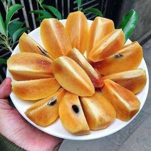 Sapodille fraîche de qualité supérieure à prix avantageux en provenance du Vietnam - Product Image 1