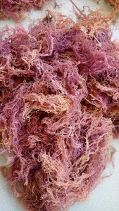 Alga Marina Cottonii morada con espinas, seamoss natural de Vietnam, secado al sol y salado, limpia para gelatina, bebidas y postres - Product Image 6