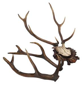 Complément alimentaire au collagène de bois de cerf rouge - Product Image 1