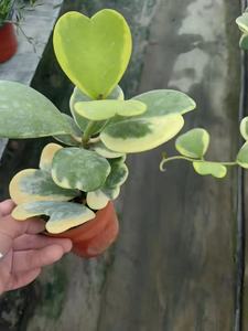 <span class=keywords><strong>Pianta</strong></span> <span class=keywords><strong>Succulenta</strong></span> Hoya Kerrii Variegata a Forma di Cuore in Vaso da 9cm per Decorazione d'Interni - Product Image 2