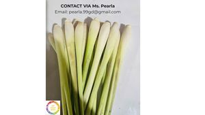 Lemongrass fresco congelado de Vietnam disponible a granel para los importadores que buscan la mejor calidad y el suministro constante - Product Image 4