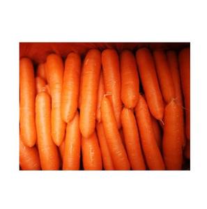 Légumes frais de qualité supérieure en gros à bas prix, carottes en vrac - Product Image 5