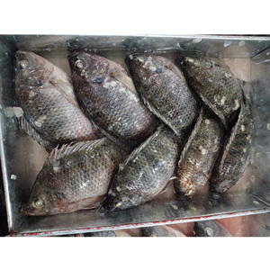 Pescado Tilapia Entero <span class=keywords><strong>Congelado</strong></span> IQF al por Mayor, 300-800g, Proveedor Chino para el Mercado Africano - Product Image 6