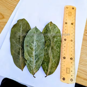 Feuilles de corossol biologiques séchées en poudre de corossol Feuille de graviola tropicale séchée naturellement au soleil pour la pureté Meilleur prix. - Product Image 1