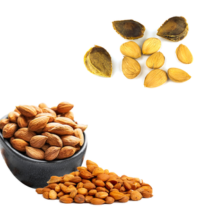 เมล็ดแอปริคอท | การส่งออกยอดนิยมสำหรับผลิตภัณฑ์เพื่อสุขภาพและความงาม - Product Image 1