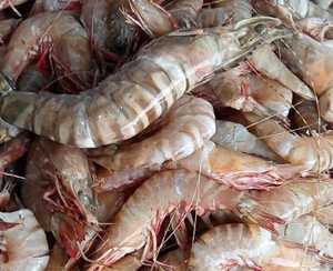 กุ้งกุลาดำสดแช่แข็งคุณภาพพรีเมียมกุ้งลายเสือดำแบบอินโดนีเซียกุ้งกุลาดำแบบไม่มีหัวไร้หนัง/ผ่านกระบวนการ - Product Image 4