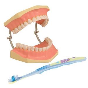 Modelos de Cuidado Dental: Set de Estudio de Dientes de Resina y Plástico Manual - Product Image 1