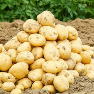 Pommes de terre fraîches de qualité supérieure, cultivées en ferme, pour la cuisine, la restauration et la vente en gros - Product Image 6