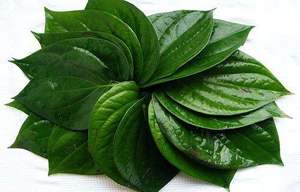 Hoja de Betel fresca de Vietnam-Productos vietnamitas de alta calidad-Super oferta de descuento-Precio más bajo en el mercado - Product Image 2