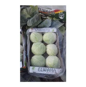 Leading Supplier of Standard Quality Wholesale Delicious and Original Taste Fresh Vegetables White Cabbage at Best Price