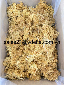 WHOLESALE <b>DRIED</b> SEA <b>MOSS</b>/IRISH SEA <b>MOSS</b>// Ms. Lima - Product Image 3