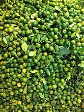 JUGO DE KUMQUAT CONGELADO A BASE DE PLANTAS CON VITAMINA C NATURAL APOYO INMUNE BEBIDA DE ETIQUETA LIMPIA - Product Image 5