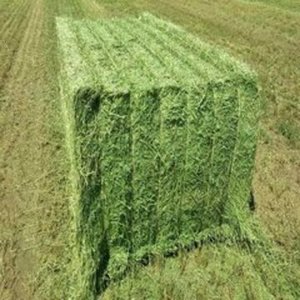 Premium alfalfa hay supplied in large bales for wholesale buyers at factory price for Sale - Product Image 5