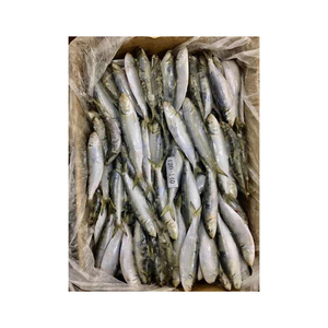 ปลาซาร์ดีนแช่แข็งแท้ขายส่งจำนวนมาก - Product Image 3