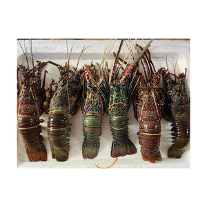 Homard congelé frais indigène de luxe à prix export - Product Image 5