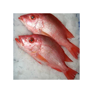 Pescado pargo rojo congelado de alta calidad, listo para venta al por mayor a distribuidores y minoristas - Product Image 2
