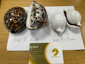 Eco-friendly Polished Abalone Marine Shell Cowrie Shell in Bulk at Reasonable Price for Gift Items Collection From Vietnam - Product Image 6