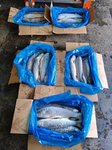 Mullet Gris Congelado IQF al por Mayor con 12 Meses de Vida Útil, Empaquetado a Granel a Precios Económicos - Product Image 2