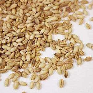 Quality <b>Barley</b> Grain in Bulk, <b>Barley</b> - Product Image 2