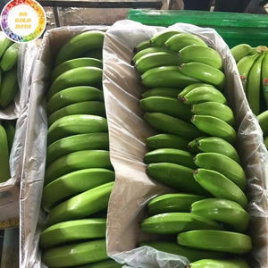 <b>Fresh</b> <b>Bananas</b> Premium Export For Kuwait Distributors From Vietnam Best Price for Wholesale by 99 Gold Data - Product Image 1