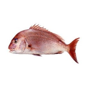 Pescado Dorsal Rojo Congelado en Oferta |   Pescado Entero de Dátil Rojo al por Mayor - Product Image 1