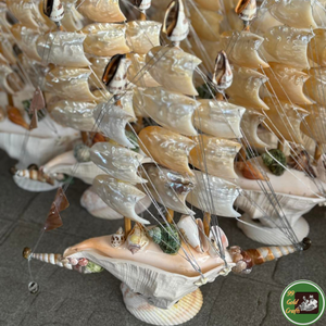 Decoración artística con conchas marinas naturales, material de conchas marinas para manualidades decorativas y pedidos personalizados, Vietnam. - Product Image 3