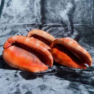 Carcasa de Cypraecassis rufa bellamente pulida para una decoración costera única, fabricación de joyas y diseños artísticos - Product Image 2