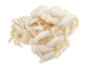 EXPORTATION CHAUDE 2025 en VRAC CHAMPIGNONS D'HUÎTRES SÉCHÉS en BONNE QUALITÉ FABRIQUÉ au VIETNAM - Product Image 6