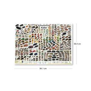Póster de escarabajo nativo para decoración de pared, tamaño DIN A1 alemán - Product Image 6