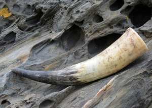 Tasse à corne tasses à corne tasses à corne viking à boire - Product Image 3