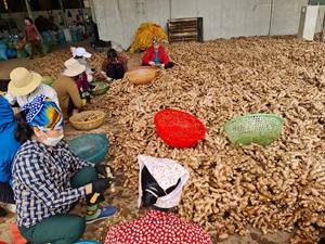 ขิงสดเวียดนามจํานวนมากขายส่งขิงสีเหลืองด้วยราคาที่ดีที่สุดมาตรฐานการส่งออกขิงแห้ง (นางสาว Elysia WA +84789310321) - Product Image 2