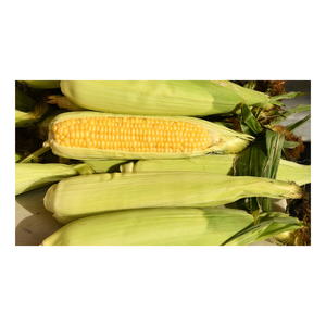 Nueva cosecha de maíz amarillo a granel brasileño, maíz amarillo seco para alimentación de aves de corral de animales humanos, Grado A para consumo - Product Image 3