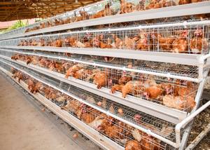 İsrail'de satılık küçük tavuk kafesi tasarımı - Product Image 4