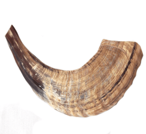 Shofar authentique traditionnel en matériau organique écologique, corne de bélier, pour les fêtes juives, la prière, les cadeaux, technique de mosaïque - Product Image 1