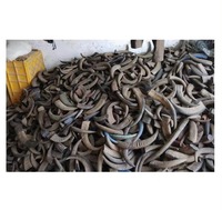 2025 Vente en gros de cornes de buffle d'eau et de vache, de qualité supérieure, polies, sculptées à la main, naturelles, à pointe propre, vierges, de style animal, écologiques
