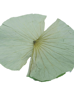 ใบบัวอบแห้งคุณภาพสูงสำหรับส่งออก OEM ODM - Product Image 2