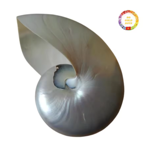 Concha Nautilus Natural de Vietnam | Concha marina en espiral hecha a mano para diseño de interiores de estilo oceánico - Product Image 4