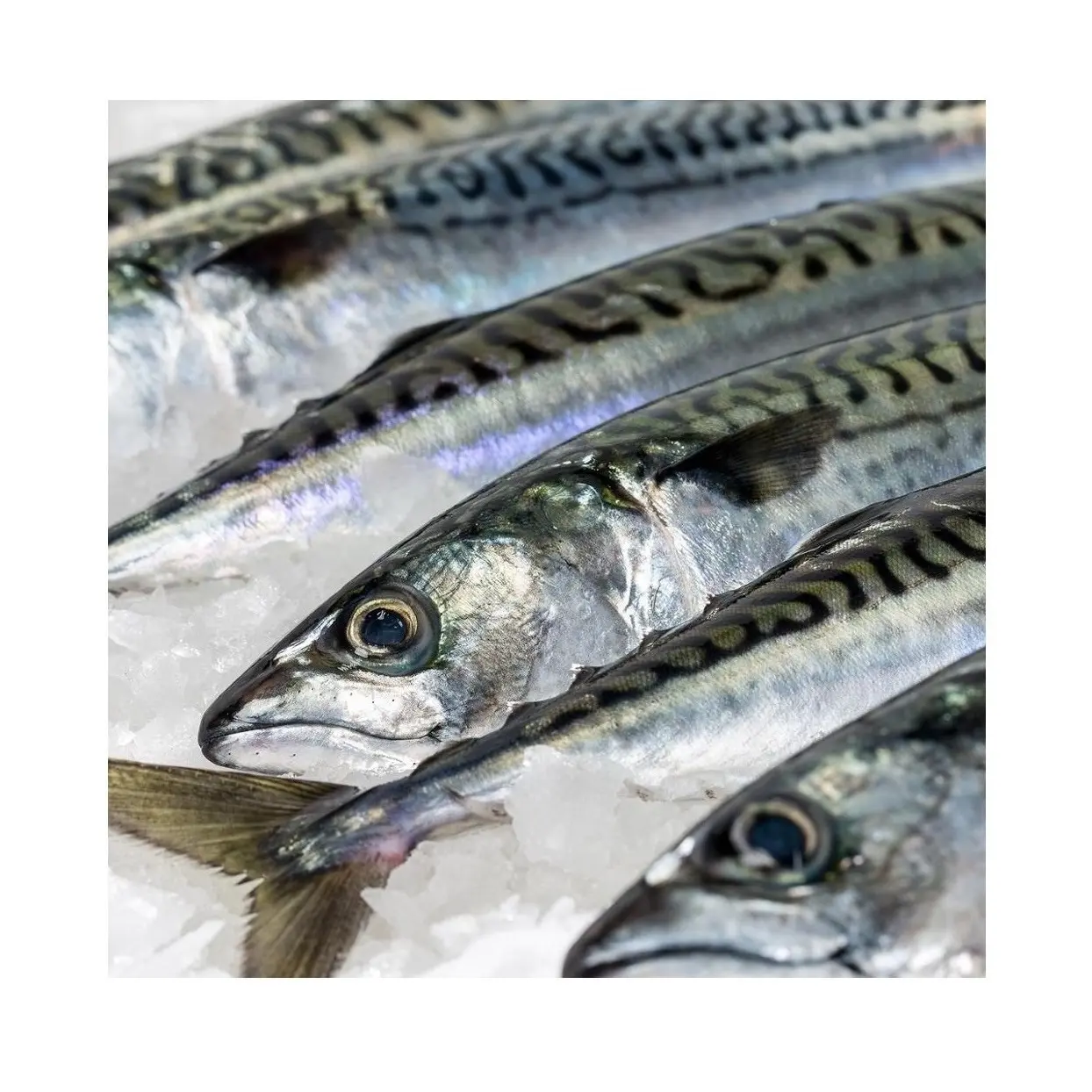 En ucuz fiyat taze uskumru balık, restoran için burada satış için kullanılabilir