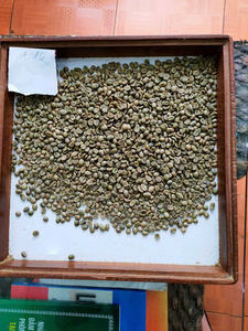 Meilleur prix grains de café Robusta sélectionnés goût amer riche adapté aux fabricants de café - Product Image 5