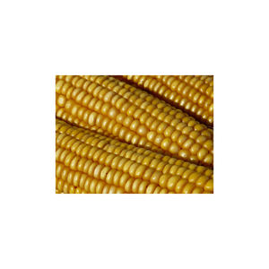 ข้าวโพดสีเหลืองสำหรับการให้อาหารสัตว์/การบริโภคของมนุษย์/ที่มีคุณภาพที่ดีที่สุดที่ไม่ใช่จีเอ็มโอข้าวโพดสีเหลือง - Product Image 5