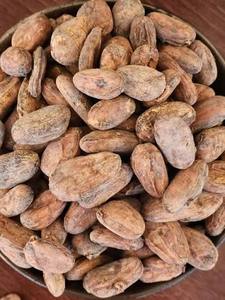 Granos de Cacao Secos Madurados de Alta Calidad - Grado A Premium - 100% Puro Natural Variedad ARIBA - Paquete de 25 kg Natural en Venta - Product Image 2