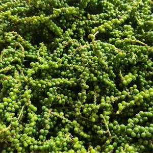 Pimienta Verde Fresca de Vietnam con Tallo, Calidad Premium para Exportación, Compradores Mayoristas en Todo el Mundo - Product Image 6