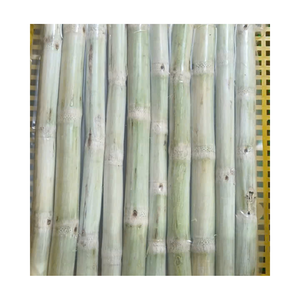 Bâtons de canne à sucre congelés de qualité supérieure pour la fabrication de jus et de boissons rafraîchissantes, goût frais, norme d'exportation, approvisionnement en vrac disponible - Product Image 2